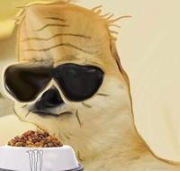 boomer doge eating 