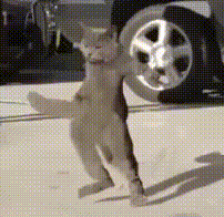 cat dancing closeup 