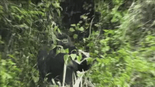 gorilla eating forest meme 