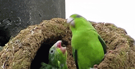 laughing birds 