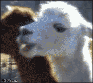 llama looks at you meme 