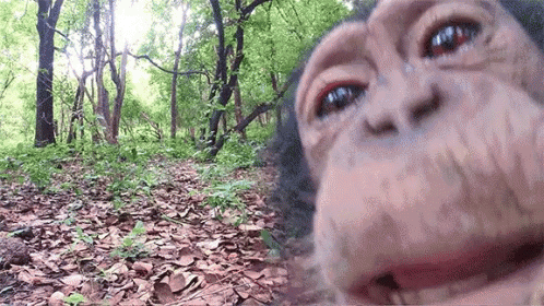 monkey licking camera lens 