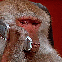 monkey on cell phone 