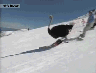ostrich skiing meme 