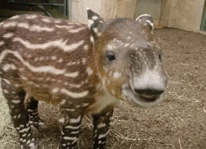 tapir sniffing 