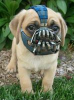 bane mask puppy 