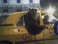 bear in taxi 