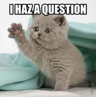 cat haz question 