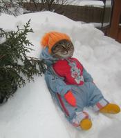 comfy cat snow 