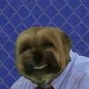 costanza dog 