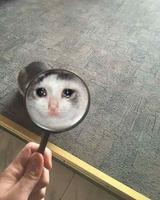 crying cat magnifying glass 