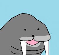 cute walrus 