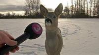deer being interviewed 