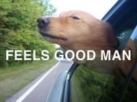 dog car window feels good 