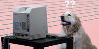 dog confused behind computer 