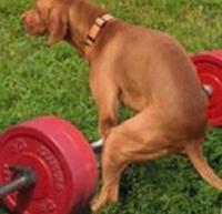 dog deadlifting 