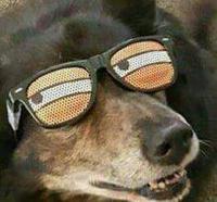 dog funny glasses 