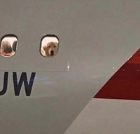 dog in airplane window 