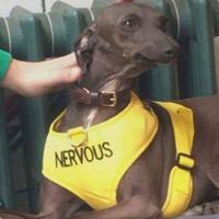 dog nervous vest 
