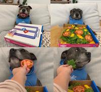 dog tricked vegetable pizza 