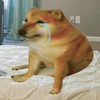 doge crying on bed 