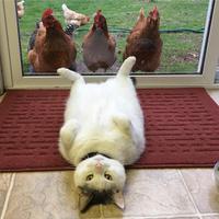 fat cat in front of chickens 