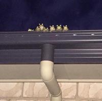 frogs watching you from roof 