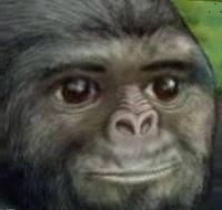 gorilla jimmies rustled face up close 