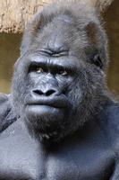 gorilla unimpressed 