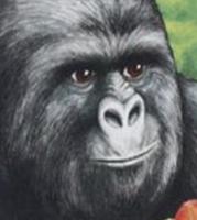 jimmies rustled gorilla 