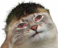 justd sad cat 