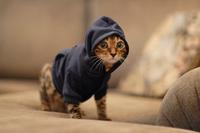 kitten in hoodie 