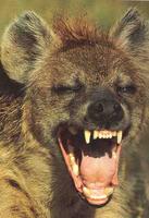 laughing hyena 