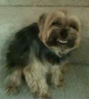 laughing little dog 