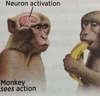 monkey neuron activation 