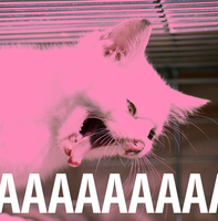 pink cat screaming aaaaaa 