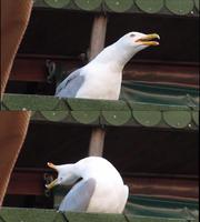 screaming seagull 