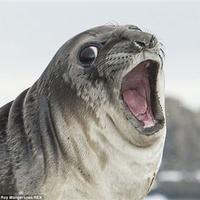 seal laughing 