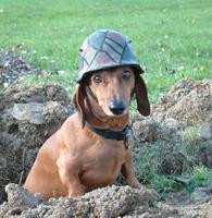 wiener dog wearing helmet 