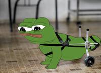 pepe dog wheelchair 