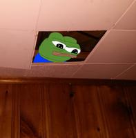 pepe peeking through dropdown ceiling 