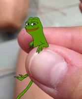 pepe small salamander 