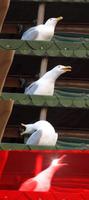 seagull screaming meme template 