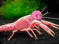 pink wojak shrimp 