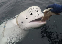 wojak beluga whale 