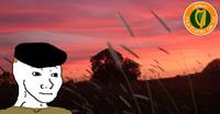 wojak beret wheat field 